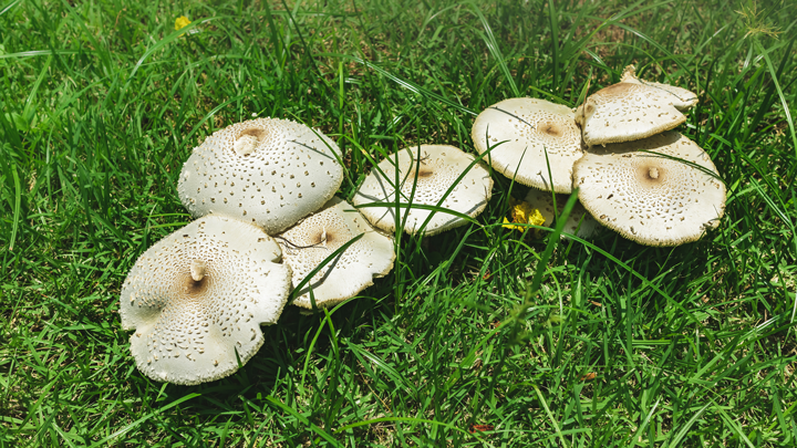 mushrooms growing in grass